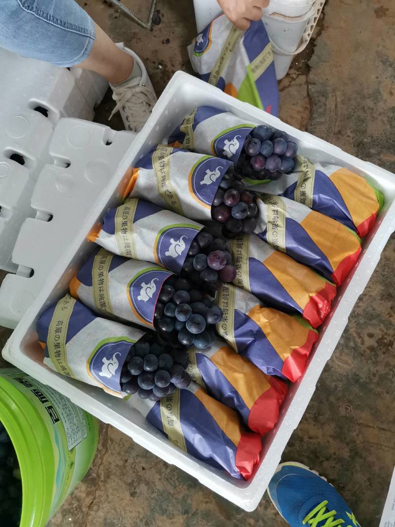 精品葡萄，夏黑，新鲜水果大量成熟，工厂加工烤酒都有