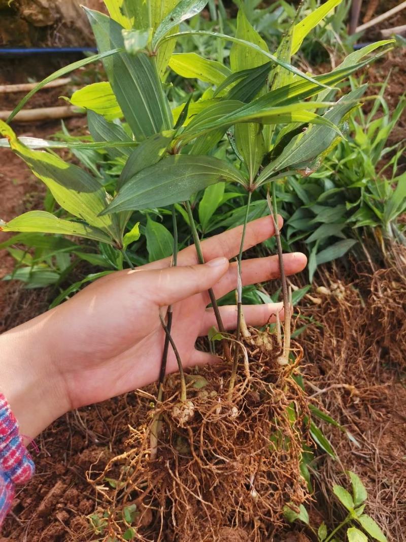 优质云南滇黄精两年苗红花滇黄精苗子基地直供现挖现发