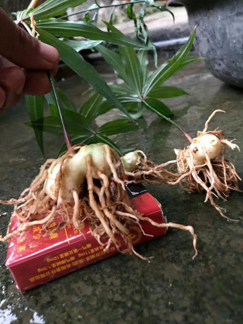 优质云南滇黄精两年苗红花滇黄精苗子基地直供现挖现发