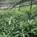 优质云南滇黄精两年苗红花滇黄精苗子基地直供现挖现发
