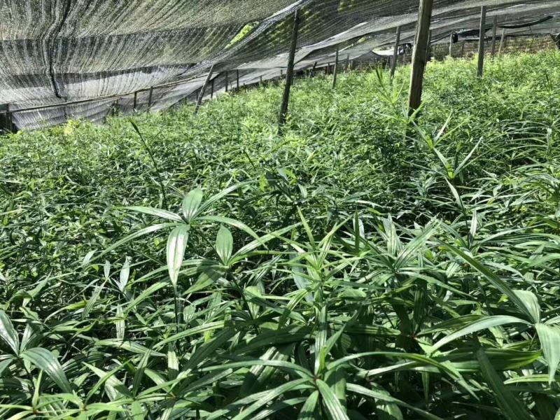优质云南滇黄精两年苗红花滇黄精苗子基地直供现挖现发