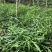 优质云南滇黄精两年苗红花滇黄精苗子基地直供现挖现发