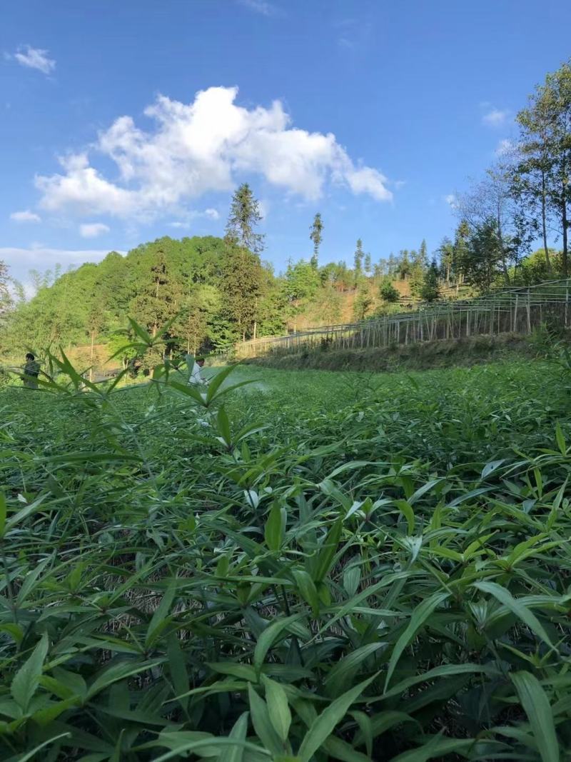优质云南滇黄精两年苗红花滇黄精苗子基地直供现挖现发