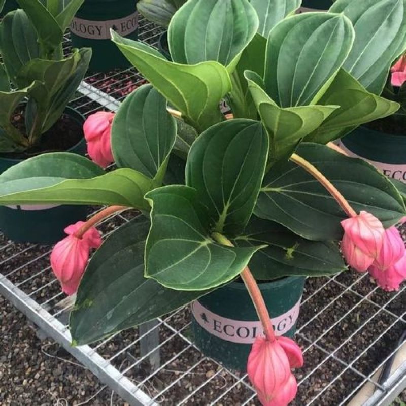 宝莲灯花卉盆栽室内大花美丁花苗四季开花非进口好养高档花卉