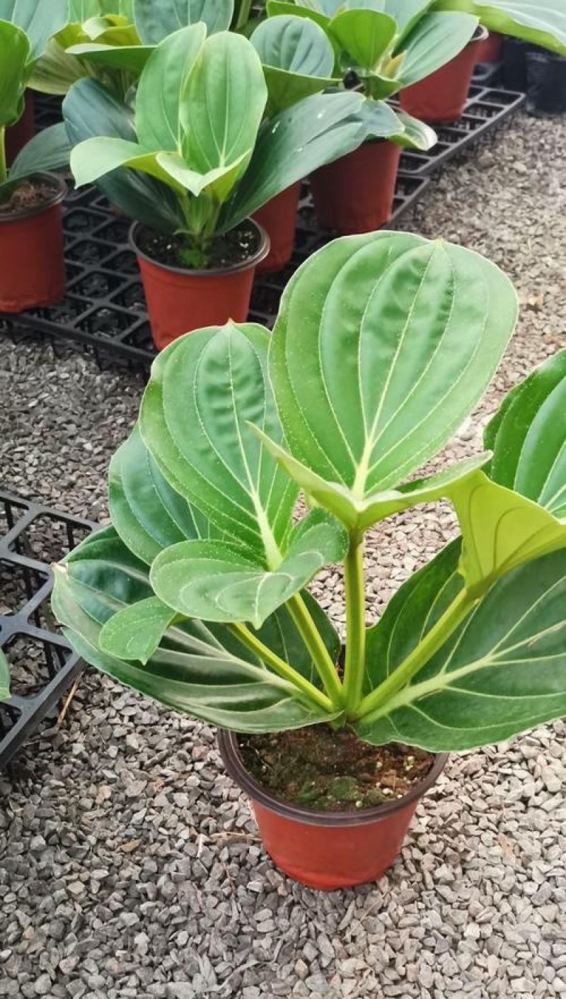 宝莲灯花卉盆栽室内大花美丁花苗四季开花非进口好养高档花卉