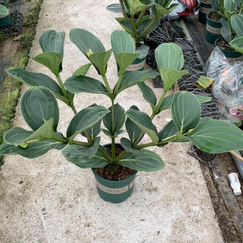 宝莲灯花卉盆栽室内大花美丁花苗四季开花非进口好养高档花卉