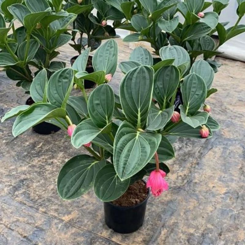 宝莲灯花卉盆栽室内大花美丁花苗四季开花非进口好养高档花卉