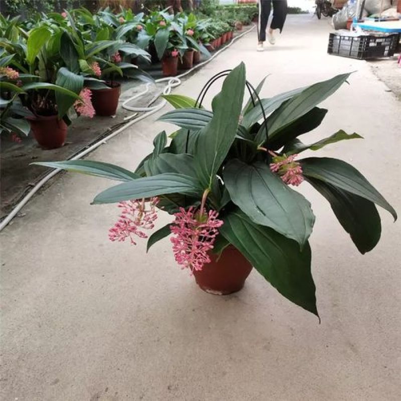宝莲灯花卉盆栽室内大花美丁花苗四季开花非进口好养高档花卉