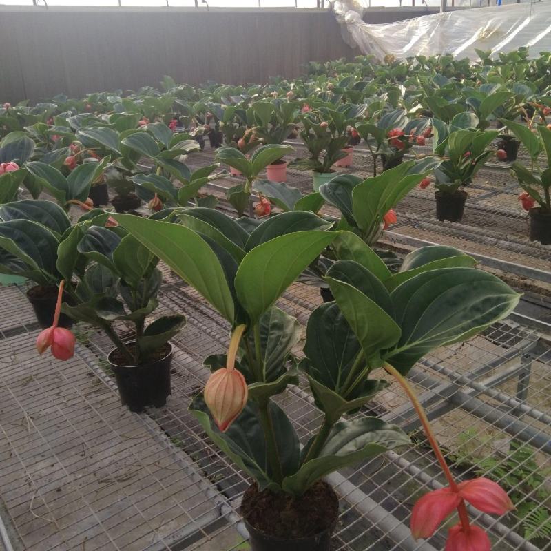 宝莲灯花卉盆栽室内大花美丁花苗四季开花非进口好养高档花卉