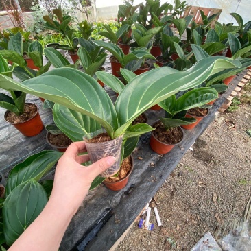 宝莲灯花卉盆栽室内大花美丁花苗四季开花非进口好养高档花卉