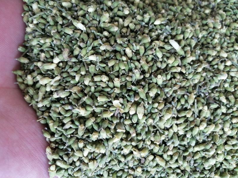 槐米中药材槐米无硫无添加经营各种规格中药材实物漂亮