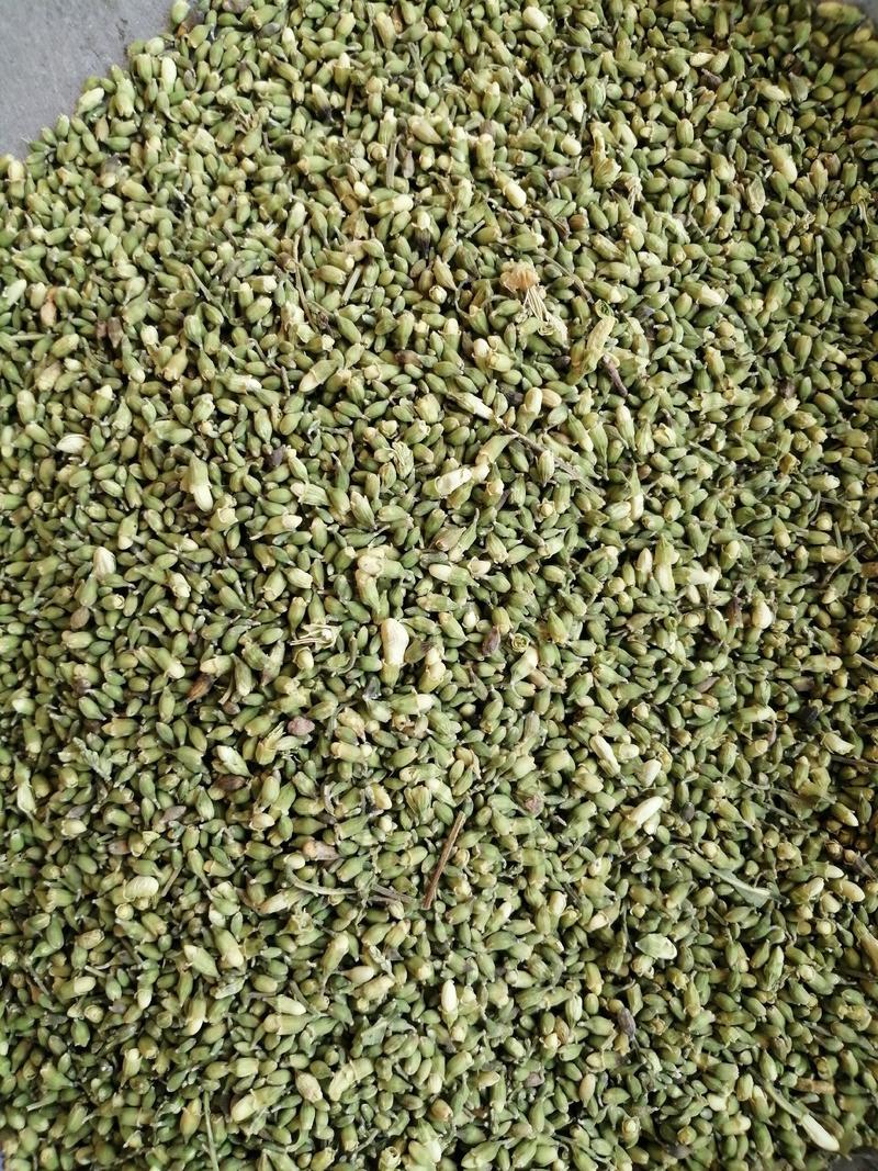 槐米中药材槐米无硫无添加经营各种规格中药材实物漂亮