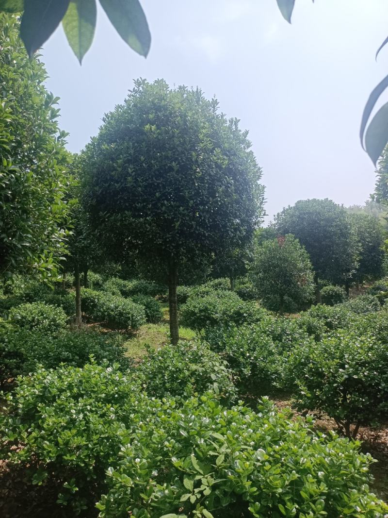 桂花，桂花树，桂花桂10公分，金桂，桂花苗【鸿洋园艺】