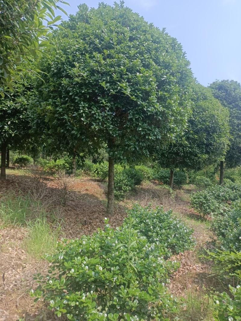 桂花，桂花树，桂花桂10公分，金桂，桂花苗【鸿洋园艺】