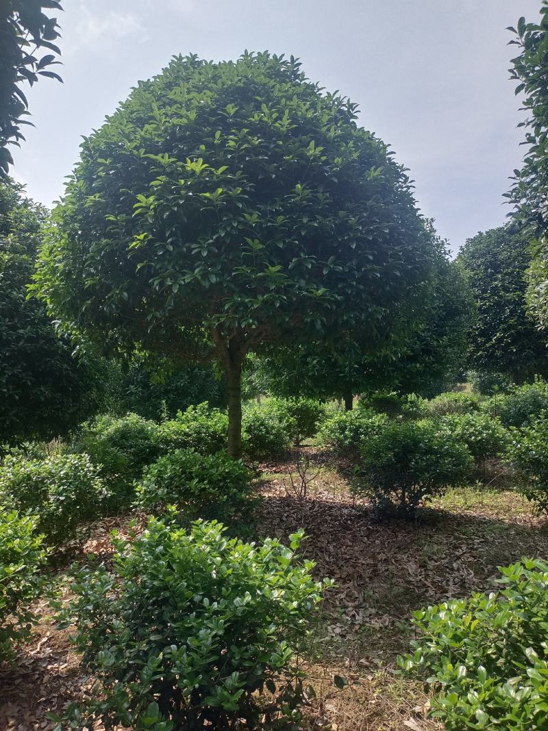 桂花，桂花树，桂花桂10公分，金桂，桂花苗【鸿洋园艺】