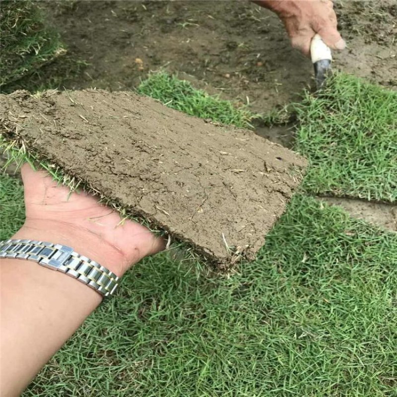 进口草坪种子护坡草籽绿化狗牙根黑麦草皮马尼拉高羊茅四季青