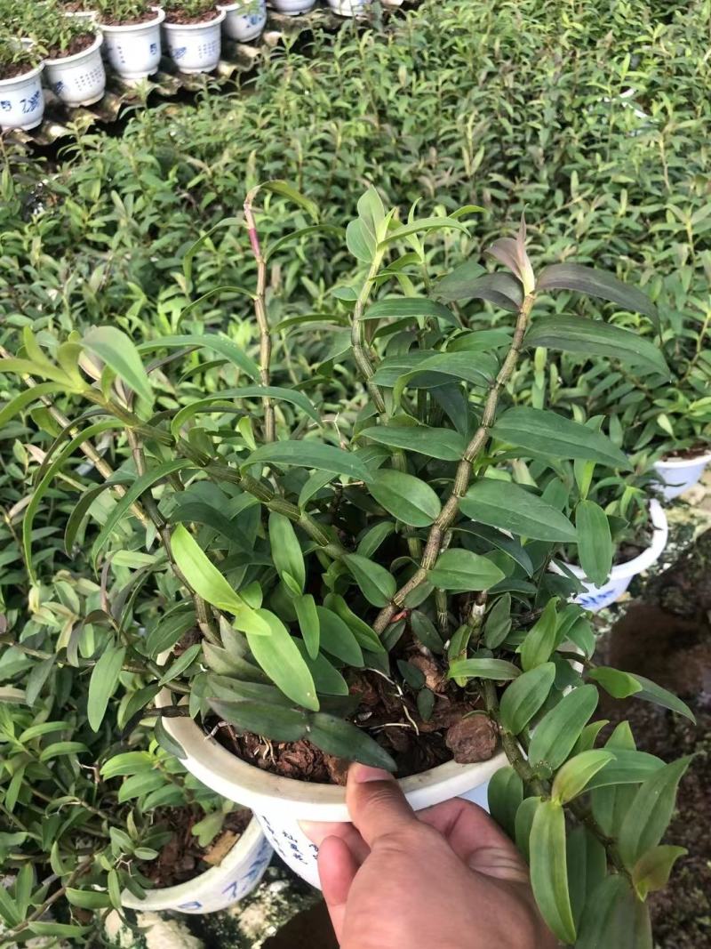 霍山铁皮石斛苗霍山米斛苗霍山石斛瓶苗石斛鲜条原产地发货