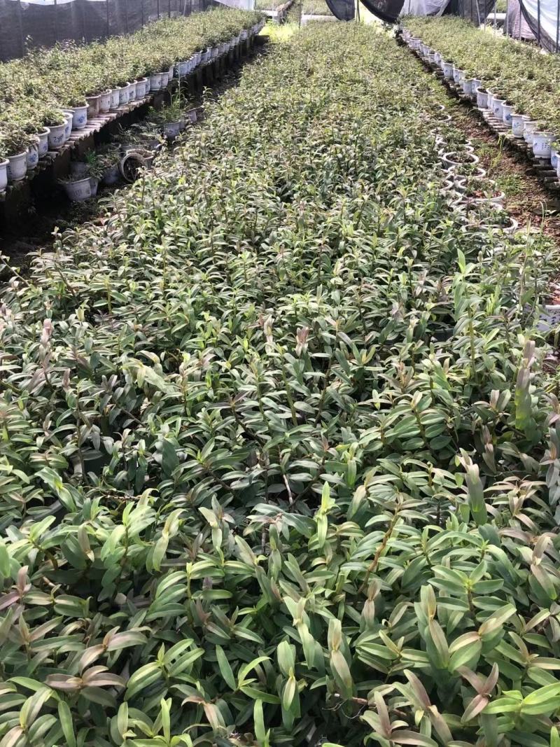 霍山铁皮石斛苗霍山米斛苗霍山石斛瓶苗石斛鲜条原产地发货