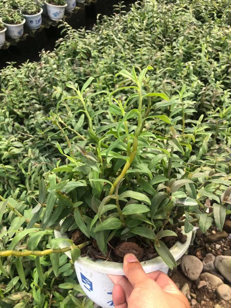 霍山铁皮石斛苗霍山米斛苗霍山石斛瓶苗石斛鲜条原产地发货