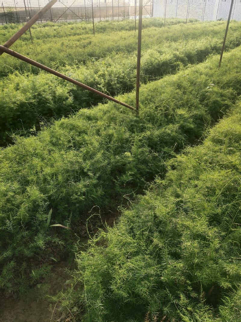 【优质】云南大天冬种子天门冬种良种大天冬子种提供种植技术