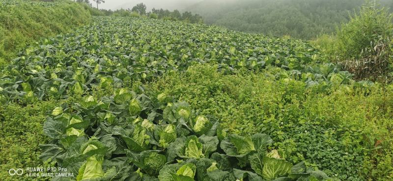 云南昭通牛心甘蓝产地直发支持看货现摘现发