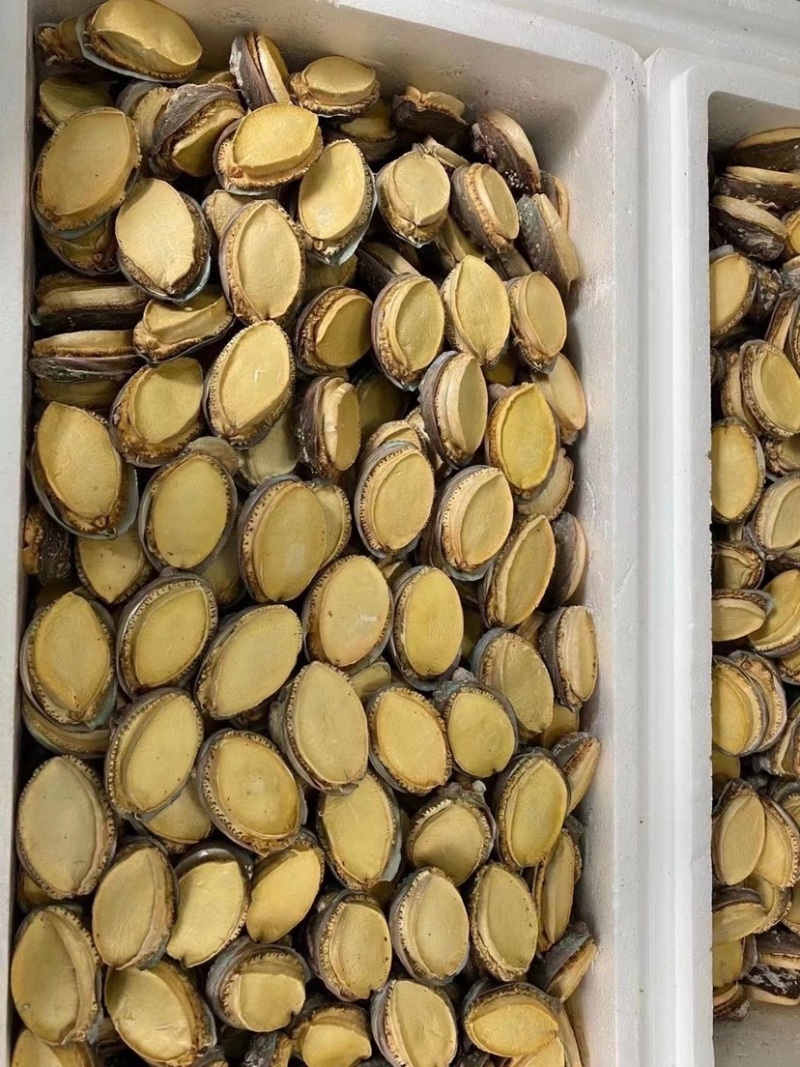 冻干鲍鱼批发鲍鱼干货黄金鲍厂家