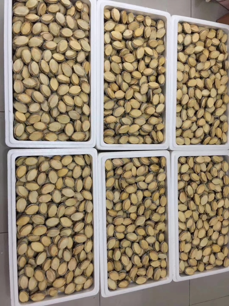冻干鲍鱼批发鲍鱼干货黄金鲍厂家