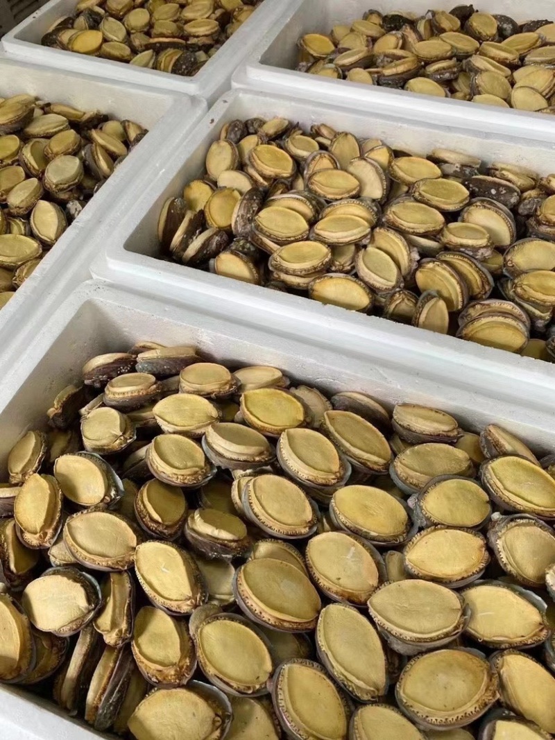 冻干鲍鱼批发鲍鱼干货黄金鲍厂家