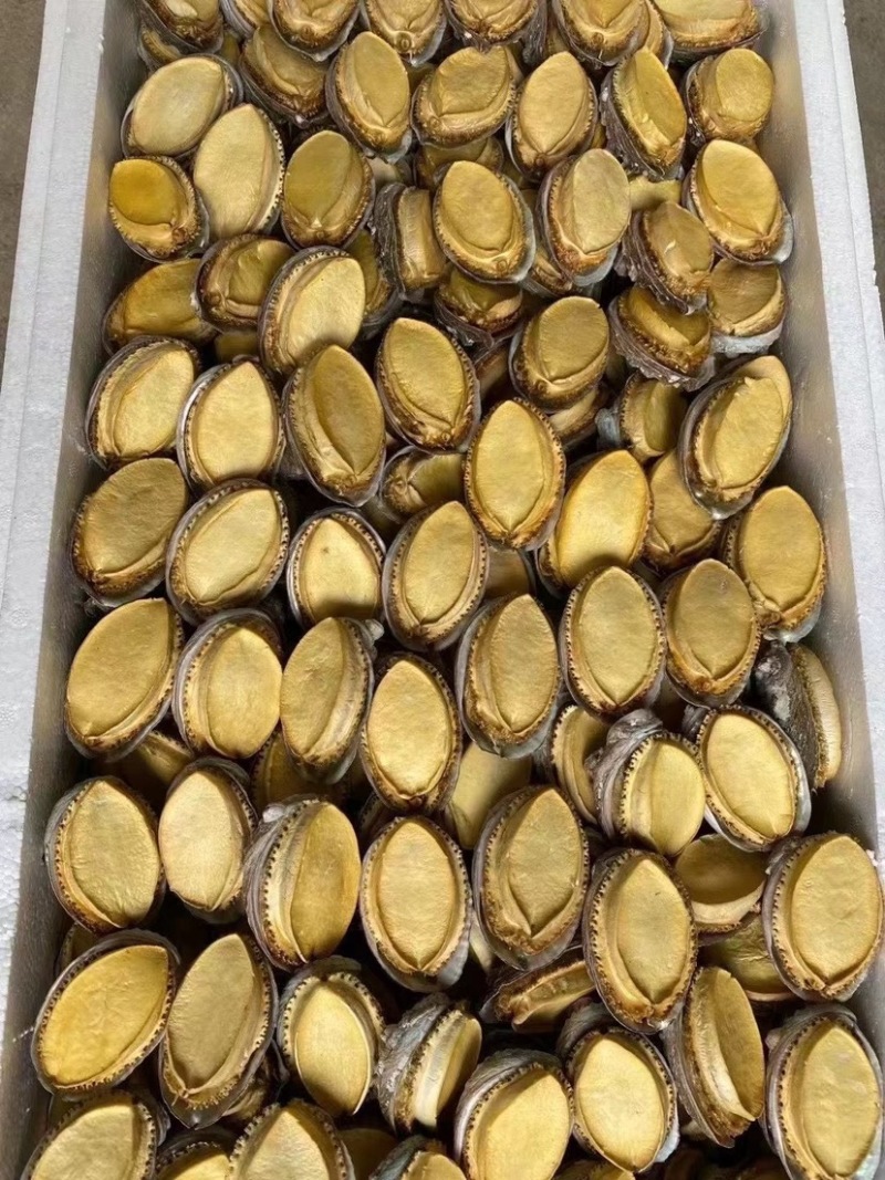 冻干鲍鱼批发鲍鱼干货黄金鲍厂家