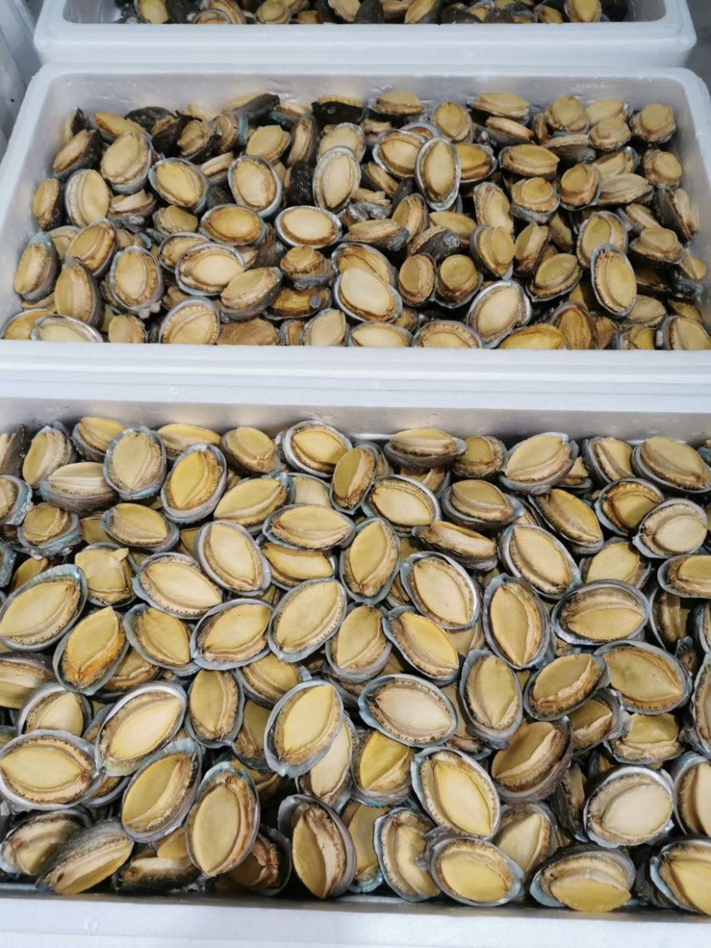 冻干鲍鱼批发鲍鱼干货黄金鲍厂家