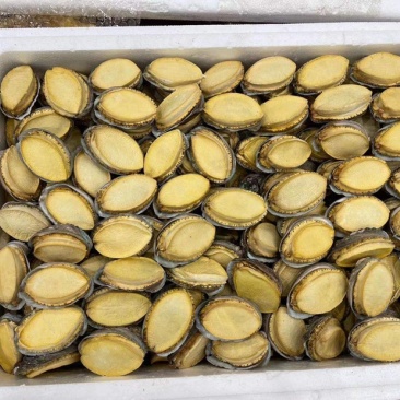 冻干鲍鱼批发鲍鱼干货黄金鲍厂家