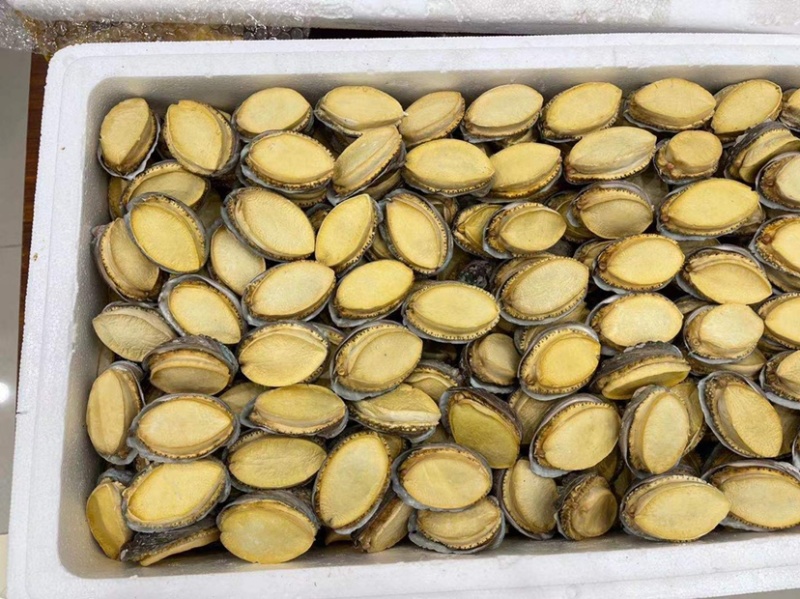 冻干鲍鱼批发鲍鱼干货黄金鲍厂家