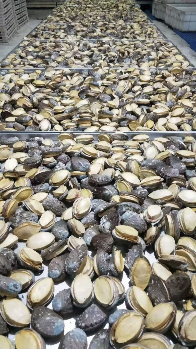 冻干鲍鱼批发鲍鱼干货黄金鲍厂家