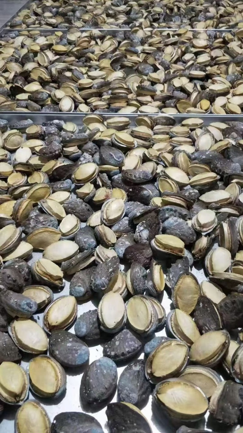 冻干鲍鱼批发鲍鱼干货黄金鲍厂家