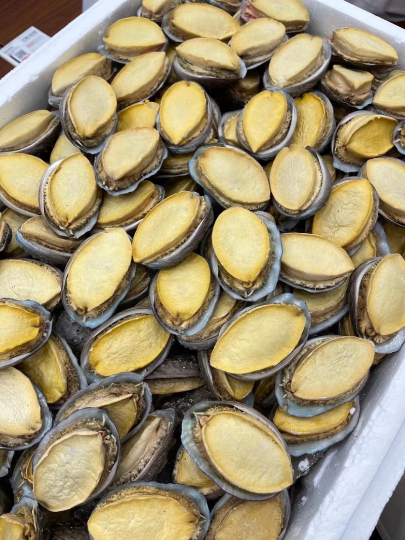 冻干鲍鱼批发鲍鱼干货黄金鲍厂家
