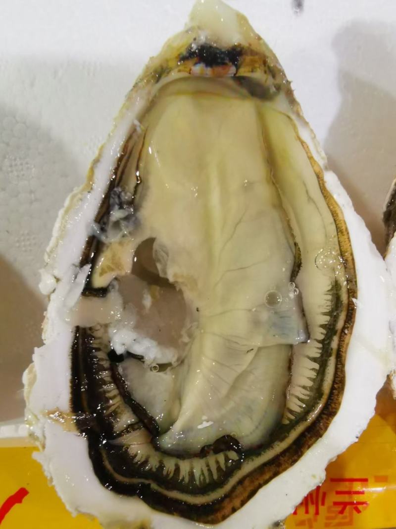 福建二倍体，三倍体生蚝壳薄肉肥，接受大包装，小包装