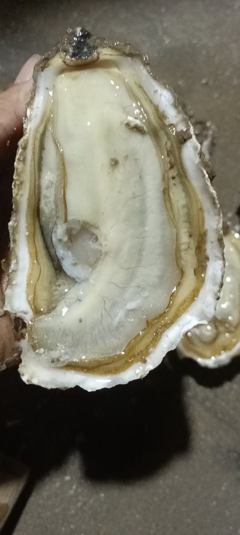 福建二倍体，三倍体生蚝壳薄肉肥，接受大包装，小包装