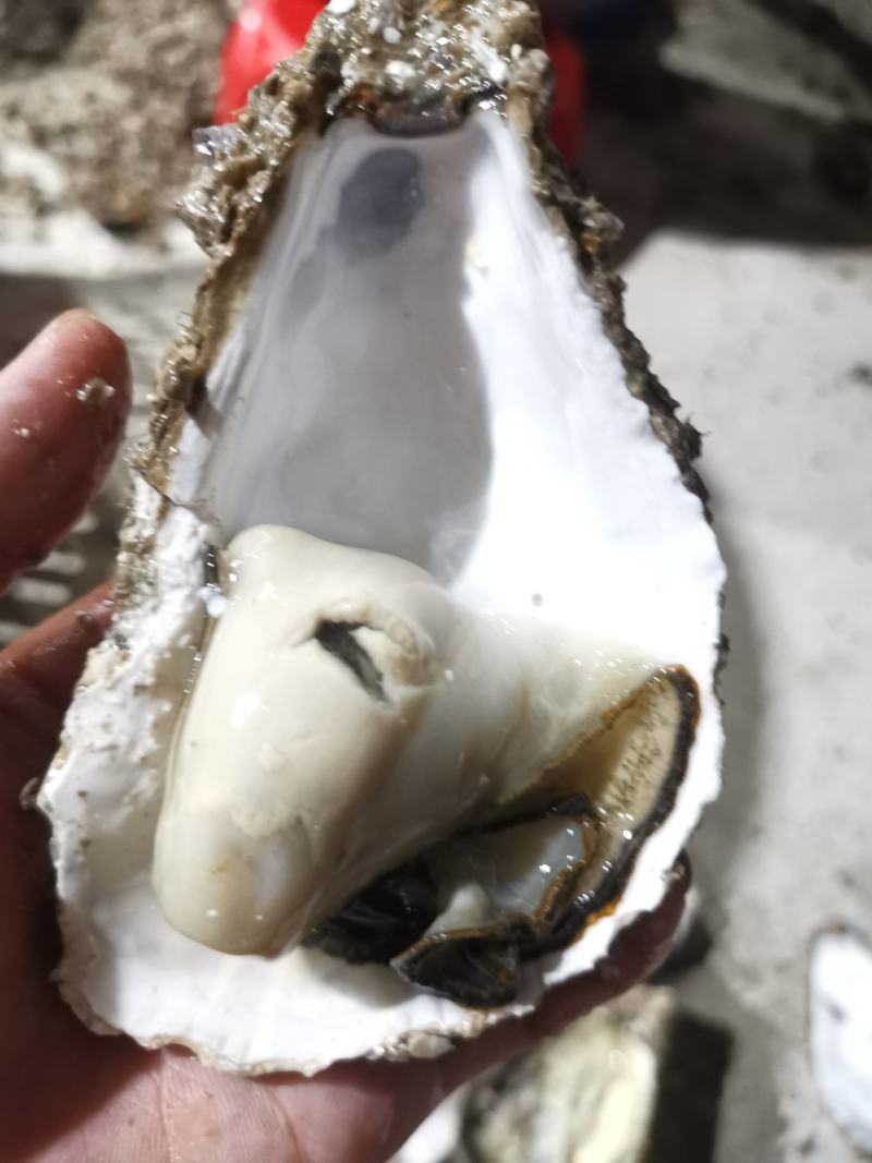 福建二倍体，三倍体生蚝壳薄肉肥，接受大包装，小包装