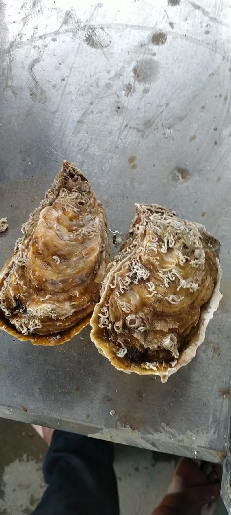 福建二倍体，三倍体生蚝壳薄肉肥，接受大包装，小包装