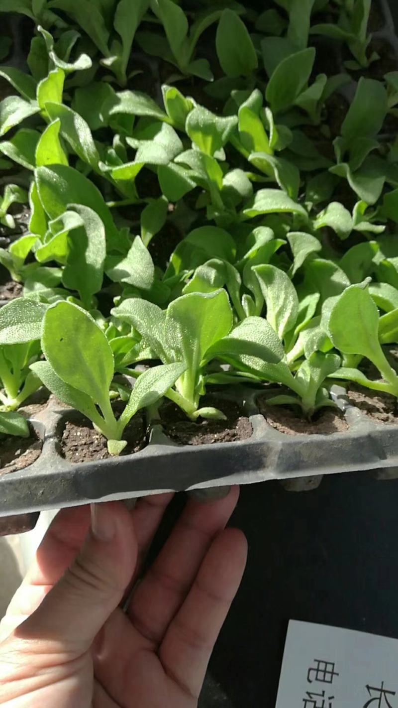 【优质】冰草冰菜种子原包装抗病性好产量高叶片厚实口感爽脆