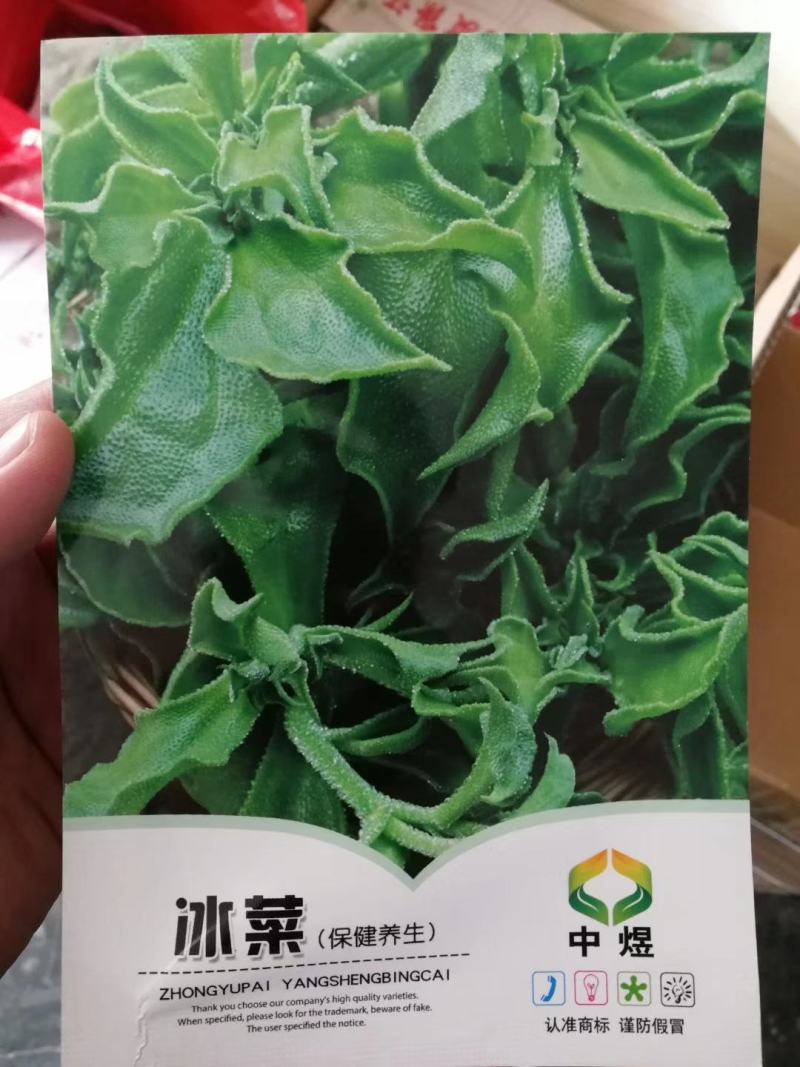 【优质】冰草冰菜种子原包装抗病性好产量高叶片厚实口感爽脆