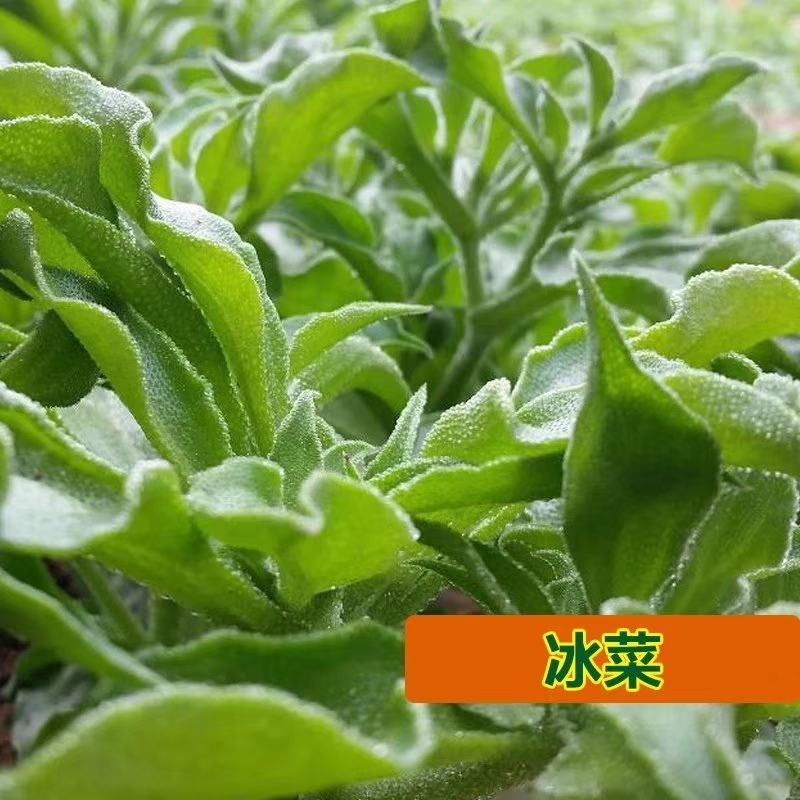 【优质】冰草冰菜种子原包装抗病性好产量高叶片厚实口感爽脆