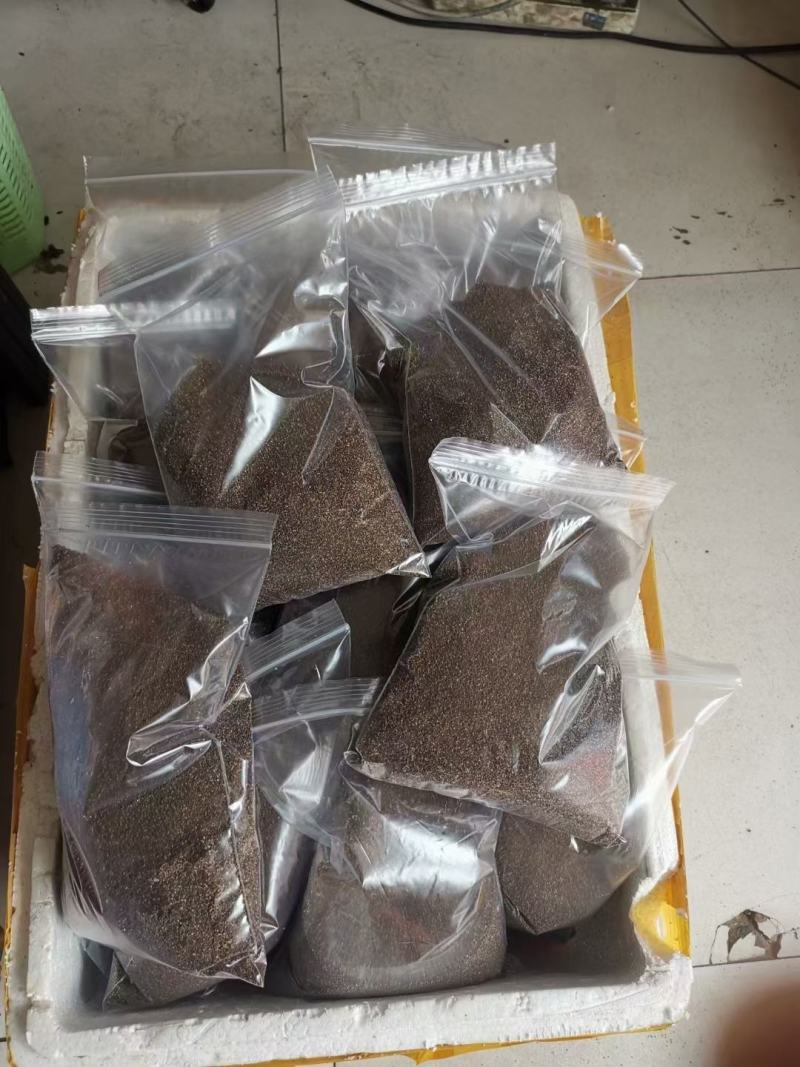 【优质】冰草冰菜种子原包装抗病性好产量高叶片厚实口感爽脆