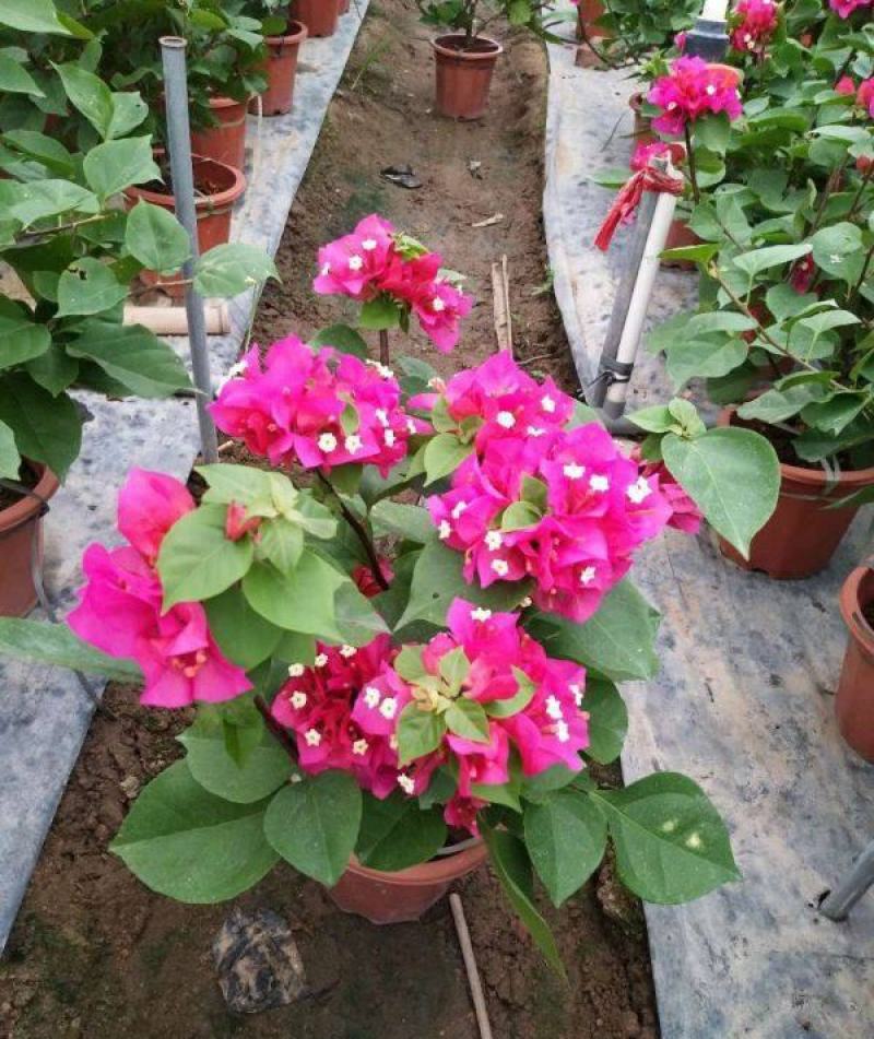 三角梅盆栽带花发货四季开花绿植好养室外绿樱红樱重瓣花卉