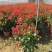 三角梅盆栽带花发货四季开花绿植好养室外绿樱红樱重瓣花卉