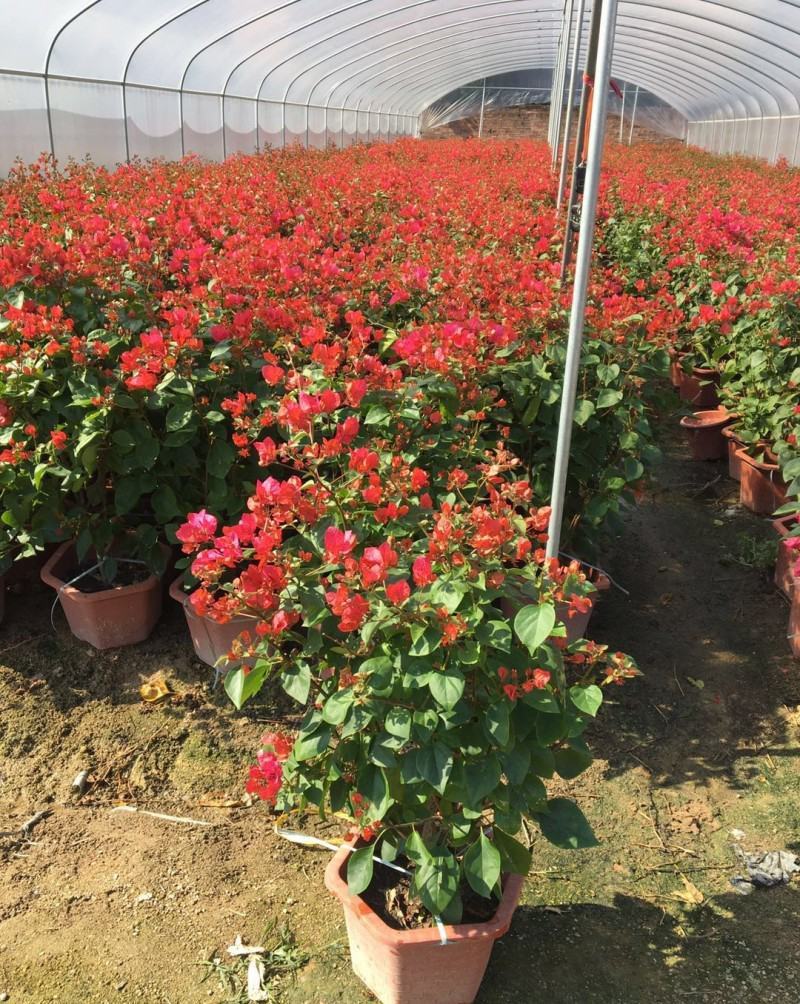 三角梅盆栽带花发货四季开花绿植好养室外绿樱红樱重瓣花卉