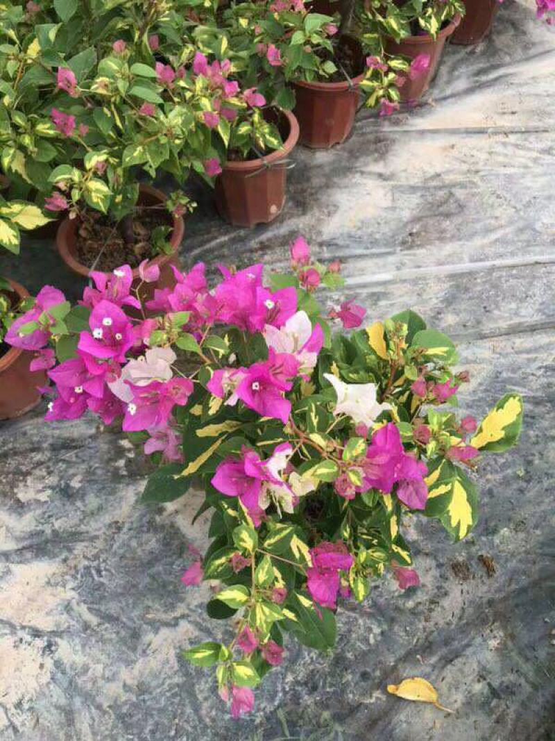 三角梅盆栽带花发货四季开花绿植好养室外绿樱红樱重瓣花卉