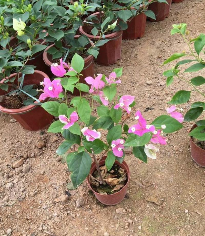 三角梅盆栽带花发货四季开花绿植好养室外绿樱红樱重瓣花卉