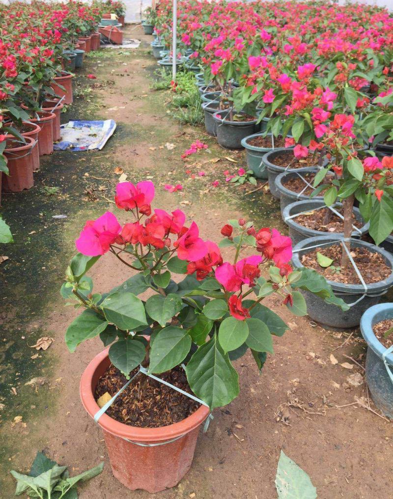 三角梅盆栽带花发货四季开花绿植好养室外绿樱红樱重瓣花卉