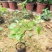 三角梅盆栽带花发货四季开花绿植好养室外绿樱红樱重瓣花卉